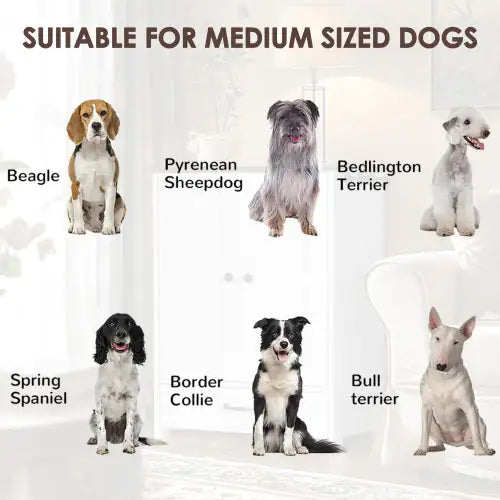Pawfect Station: Dual-Bowl Dog Feeder with Storage & Hooks
