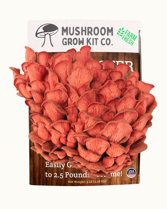 Premium Pink Oyster Mushroom Growing Kit - 5 LBS