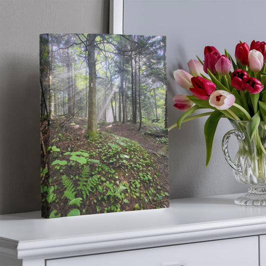 "Morning Light on the Long Trail" - Gallery Wrapped Canvas - Hiking With Stickers '24