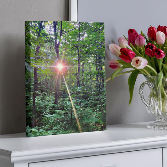 "Forest Sunrise, A Trailblazer's First Light" - Gallery Wrapped Canvas - Hiking With Stickers '24