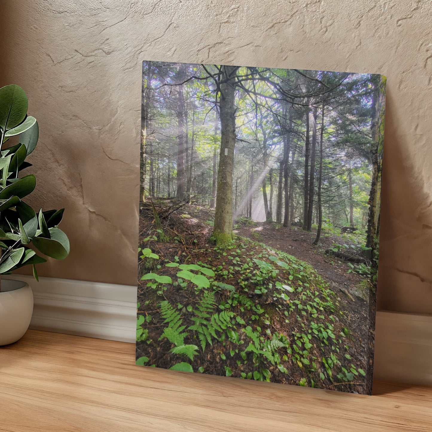 "Morning Light on the Long Trail" - Gallery Wrapped Canvas - Hiking With Stickers '24