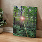 "Forest Sunrise, A Trailblazer's First Light" - Gallery Wrapped Canvas - Hiking With Stickers '24